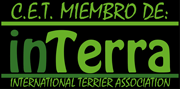 Interra Terrier